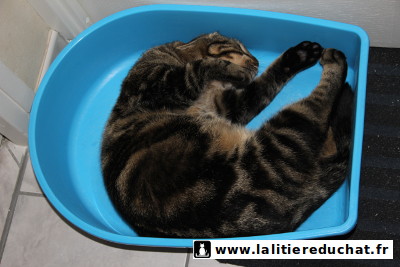 Chat qui se roule dans son bac après un nettoyage à l'eau de javel...