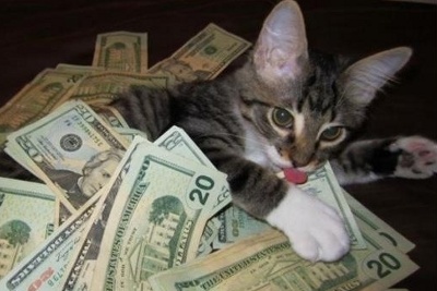 Chaton & dollars