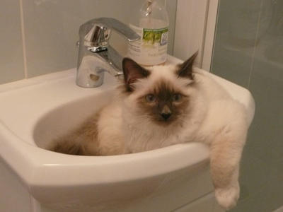 Finn, sacré de Birmanie dans son lavabo par Annie