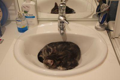 Gribouille dans un lavabo moelleux par Pac