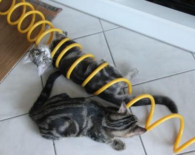 Gizmo et Gribouille se préparent à arroser les plantes avec le tuyau d'arrosage par Pac