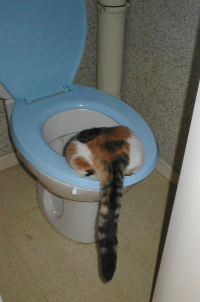 Praline, la tête dans les WCs par Charlotte