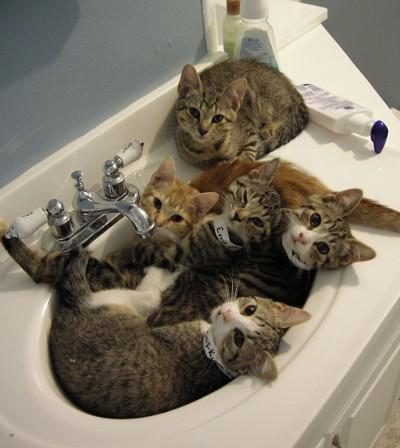 Comment faire rentrer cinq chats dans un lavabo !..